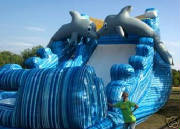 dolphinSlide1.jpg